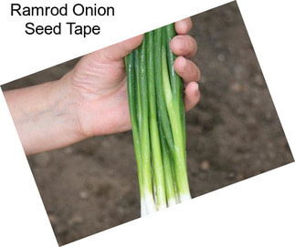 Ramrod Onion Seed Tape