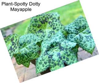 Plant-Spotty Dotty Mayapple