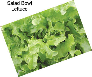 Salad Bowl Lettuce