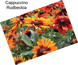 Cappuccino Rudbeckia