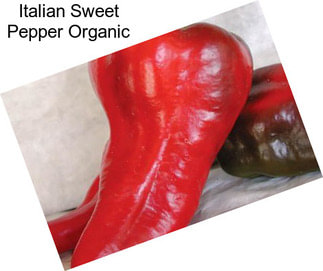 Italian Sweet Pepper Organic