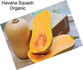 Havana Squash Organic