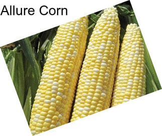 Allure Corn