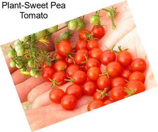 Plant-Sweet Pea Tomato