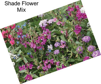 Shade Flower Mix