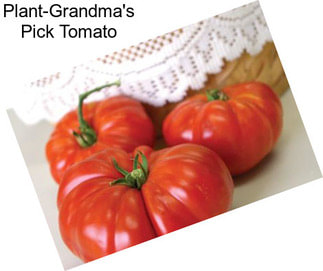 Plant-Grandma\'s Pick Tomato