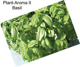 Plant-Aroma II Basil