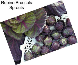 Rubine Brussels Sprouts