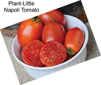 Plant-Little Napoli Tomato