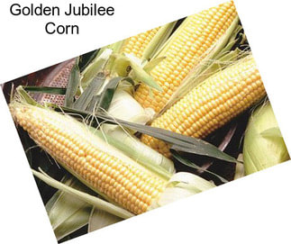 Golden Jubilee Corn