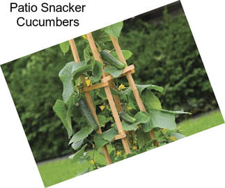 Patio Snacker Cucumbers