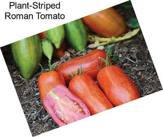 Plant-Striped Roman Tomato