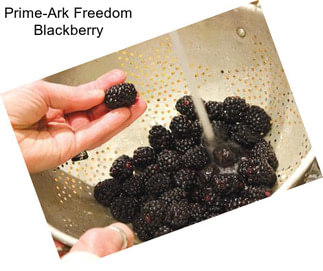 Prime-Ark Freedom Blackberry