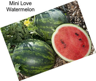 Mini Love Watermelon