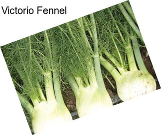 Victorio Fennel