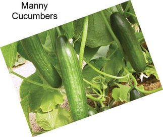 Manny Cucumbers