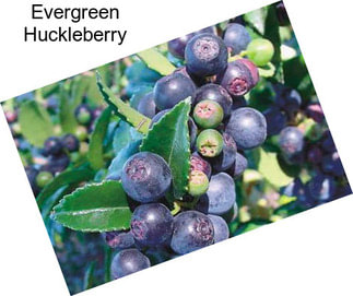 Evergreen Huckleberry