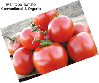 Manitoba Tomato Conventional & Organic