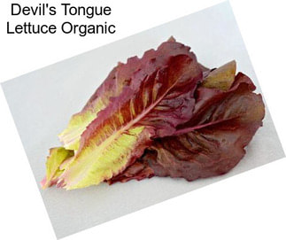Devil\'s Tongue Lettuce Organic
