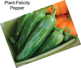 Plant-Felicity Pepper