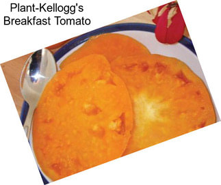 Plant-Kellogg\'s Breakfast Tomato