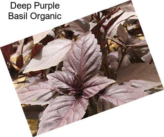 Deep Purple Basil Organic