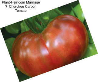Plant-Heirloom Marriage  Cherokee Carbon Tomato