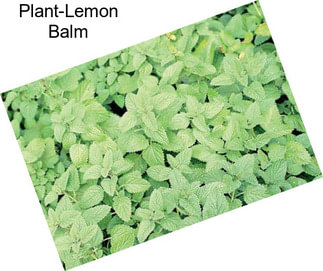 Plant-Lemon Balm