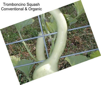 Tromboncino Squash Conventional & Organic