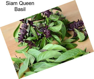 Siam Queen Basil