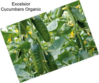 Excelsior Cucumbers Organic