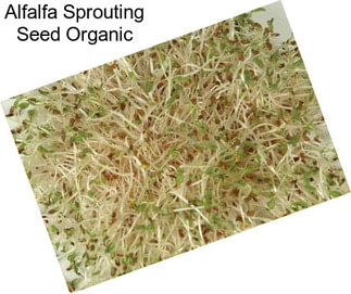 Alfalfa Sprouting Seed Organic