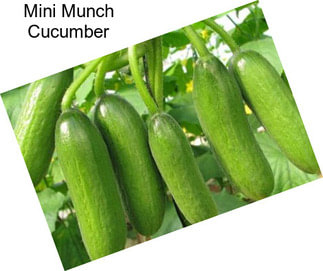 Mini Munch Cucumber