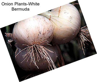 Onion Plants-White Bermuda