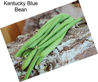 Kentucky Blue Bean