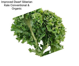 Improved Dwarf Siberian Kale Conventional & Organic