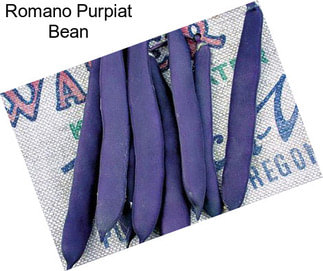 Romano Purpiat Bean