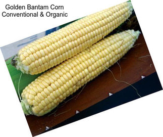 Golden Bantam Corn Conventional & Organic