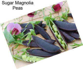 Sugar Magnolia Peas