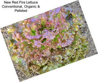New Red Fire Lettuce Conventional, Organic & Pelleted