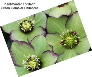 Plant-Winter Thriller Green Gambler Hellebore