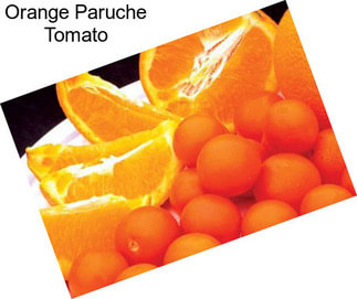 Orange Paruche Tomato