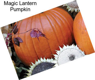 Magic Lantern Pumpkin