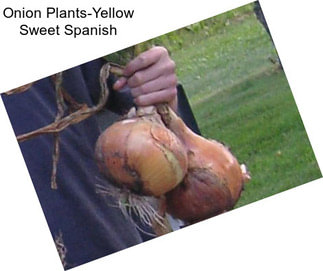 Onion Plants-Yellow Sweet Spanish