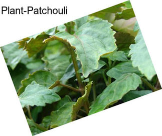 Plant-Patchouli