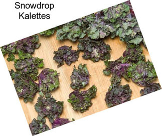 Snowdrop Kalettes