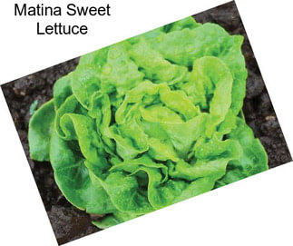 Matina Sweet Lettuce