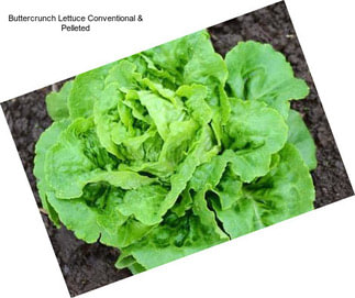 Buttercrunch Lettuce Conventional & Pelleted