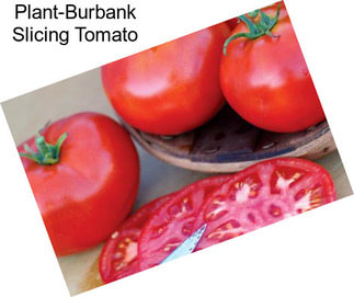Plant-Burbank Slicing Tomato