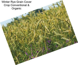 Winter Rye Grain Cover Crop Conventional & Organic